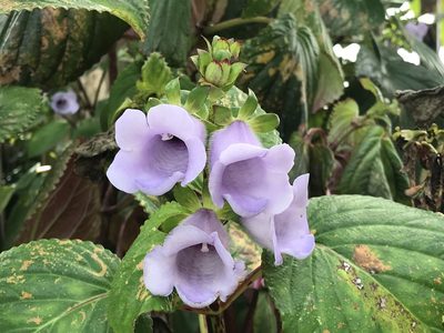 Gloxinia perennis, photographed by rappman