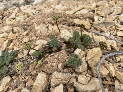 Cymopterus minimus, photographed by Matt Berger