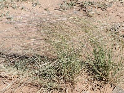 Hesperostipa comata, photographed by Craig Martin