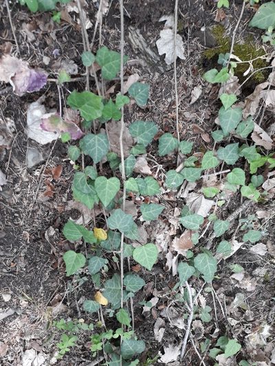 Hedera algeriensis, photographed by Karim Haddad