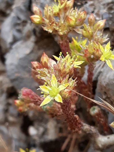 Sedum multiceps, photographed by Karim Haddad
