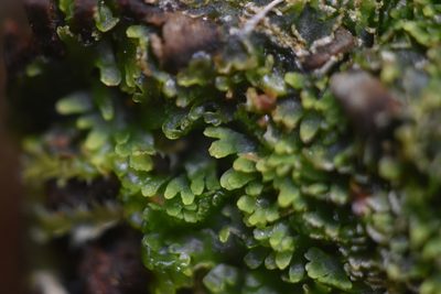 Riccardia latifrons, photographed by Braden J. Judson