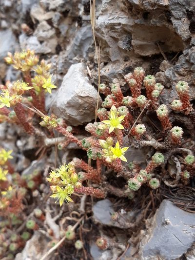Sedum multiceps, photographed by Karim Haddad