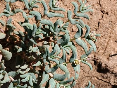 Euphorbia lata, photographed by Craig Martin