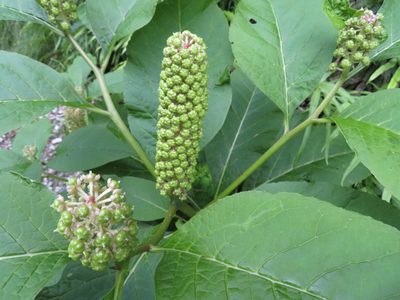 Phytolacca japonica, photographed by Marco Mussita