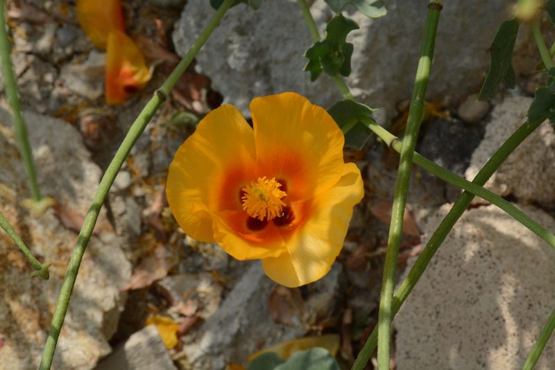 Glaucium leiocarpum, photographed by Fethullah ÖZTÜRK
