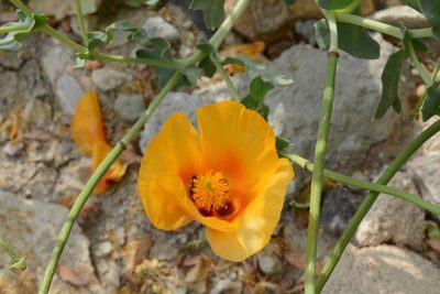 Glaucium leiocarpum, photographed by Fethullah ÖZTÜRK