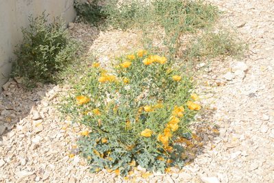 Glaucium leiocarpum, photographed by Fethullah ÖZTÜRK