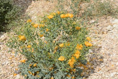 Glaucium leiocarpum, photographed by Fethullah ÖZTÜRK