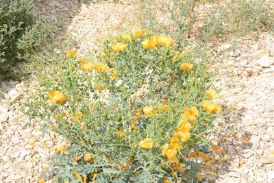Glaucium leiocarpum, photographed by Fethullah ÖZTÜRK