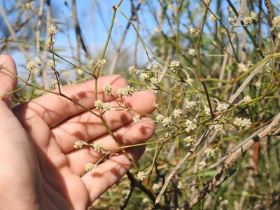 Pfaffia glomerata, photographed by Eduardo Luis Beltrocco