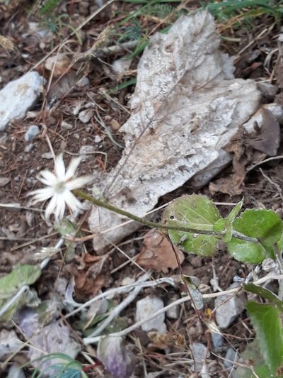 Senecio perralderianus, photographed by Karim Haddad