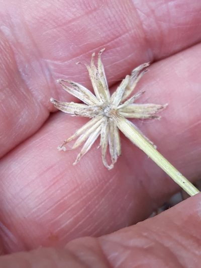 Senecio perralderianus, photographed by Karim Haddad