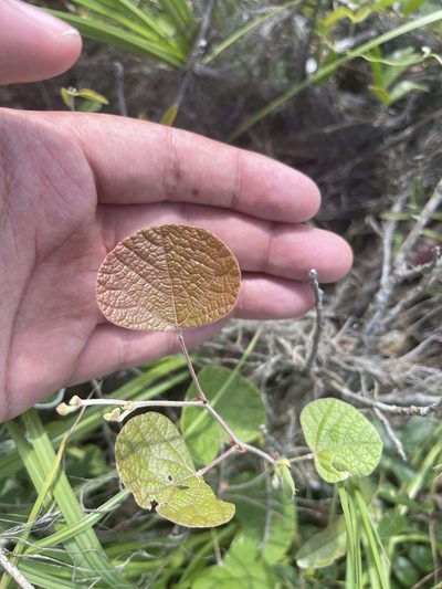 Rhynchosia michauxii, photographed by Brandon Corder
