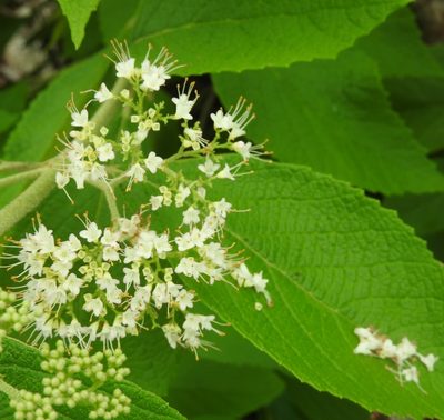 Callicarpa acuminata, photographed by Sebastián de Jesús Herrera Buenfil