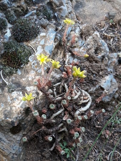 Sedum multiceps, photographed by Karim Haddad
