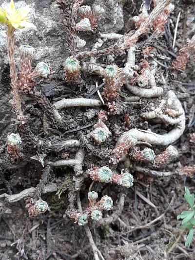 Sedum multiceps, photographed by Karim Haddad