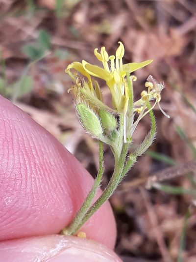 Sinapis pubescens, photographed by Karim Haddad