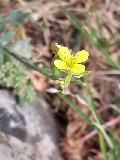 Sinapis pubescens, photographed by Karim Haddad