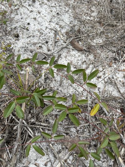 Galactia purshii, photographed by Brandon Corder