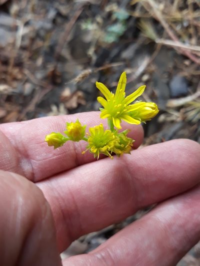 Petrosedum amplexicaule, photographed by Karim Haddad