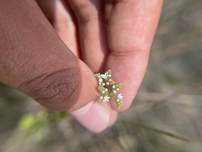 Mitreola sessilifolia, photographed by Brandon Corder