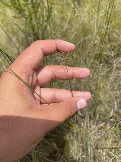 Dichanthelium erectifolium, photographed by Brandon Corder
