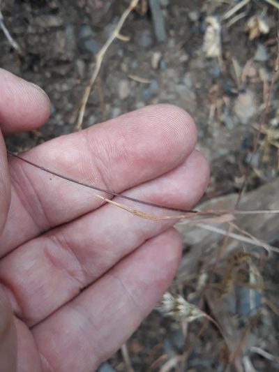 Cynosurus effusus, photographed by Karim Haddad