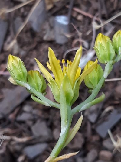 Petrosedum amplexicaule, photographed by Karim Haddad