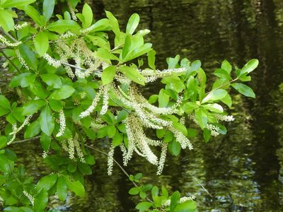 Cyrilla racemiflora, photographed by Laura Clark