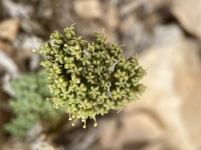 Cymopterus minimus, photographed by Matt Berger