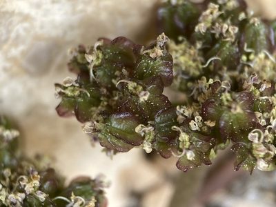 Cymopterus minimus, photographed by Matt Berger