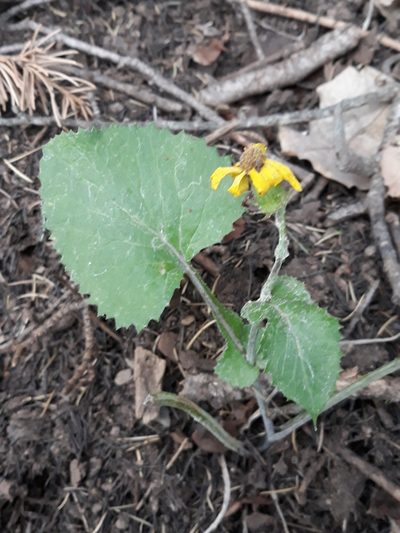 Senecio perralderianus, photographed by Karim Haddad