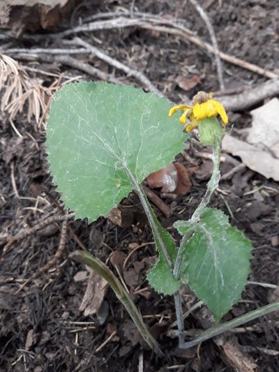 Senecio perralderianus, photographed by Karim Haddad