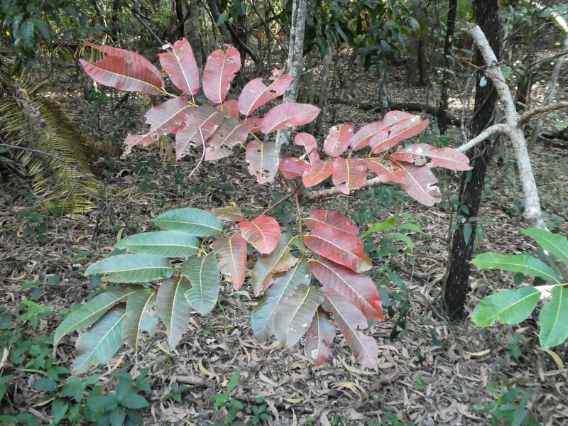 Canarium australianum, photographed by Steve Fitzgerald