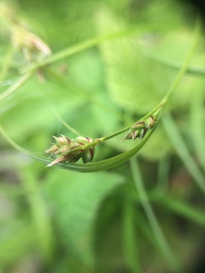 Carex deflexa, photographed by Étienne Lacroix-Carignan