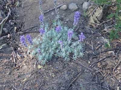 Lupinus grayi, photographed by Steve Woodward