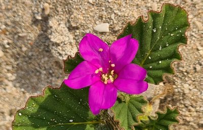 Okenia hypogaea, photographed by Lyrae