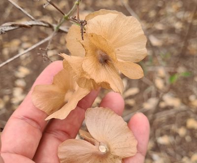 Callaeum macropterum, photographed by Lyrae