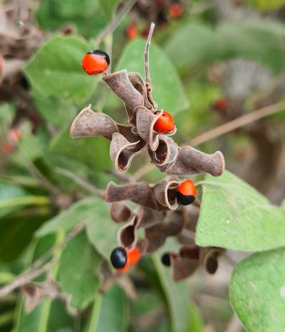 Rhynchosia precatoria, photographed by Lyrae