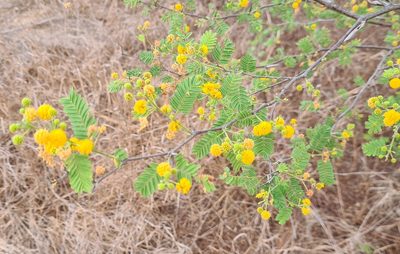 Vachellia campeachiana, photographed by Lyrae