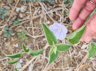 Jacquemontia pringlei, photographed by Lyrae