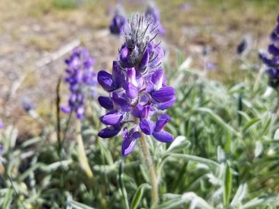 Lupinus kuschei, photographed by Syd Cannings