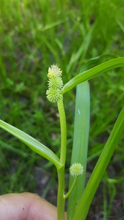 Sparganium glomeratum, photographed by Norma Malinowski