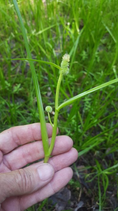 Sparganium glomeratum, photographed by Norma Malinowski