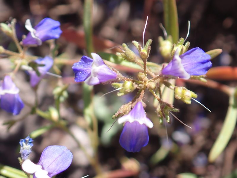 Collinsia torreyi, photographed by Steve Woodward
