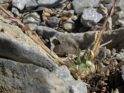 Boechera pendulina, photographed by Jim Morefield