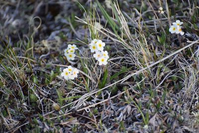 Androsace lehmanniana, photographed by Syd Cannings