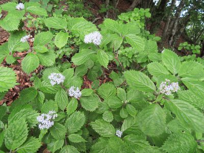 Hydrangea hirta, photographed by Marco Mussita