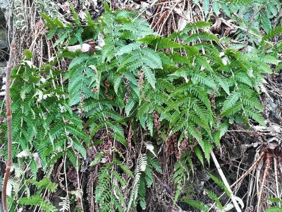 Dryopteris lacera, photographed by harum.koh